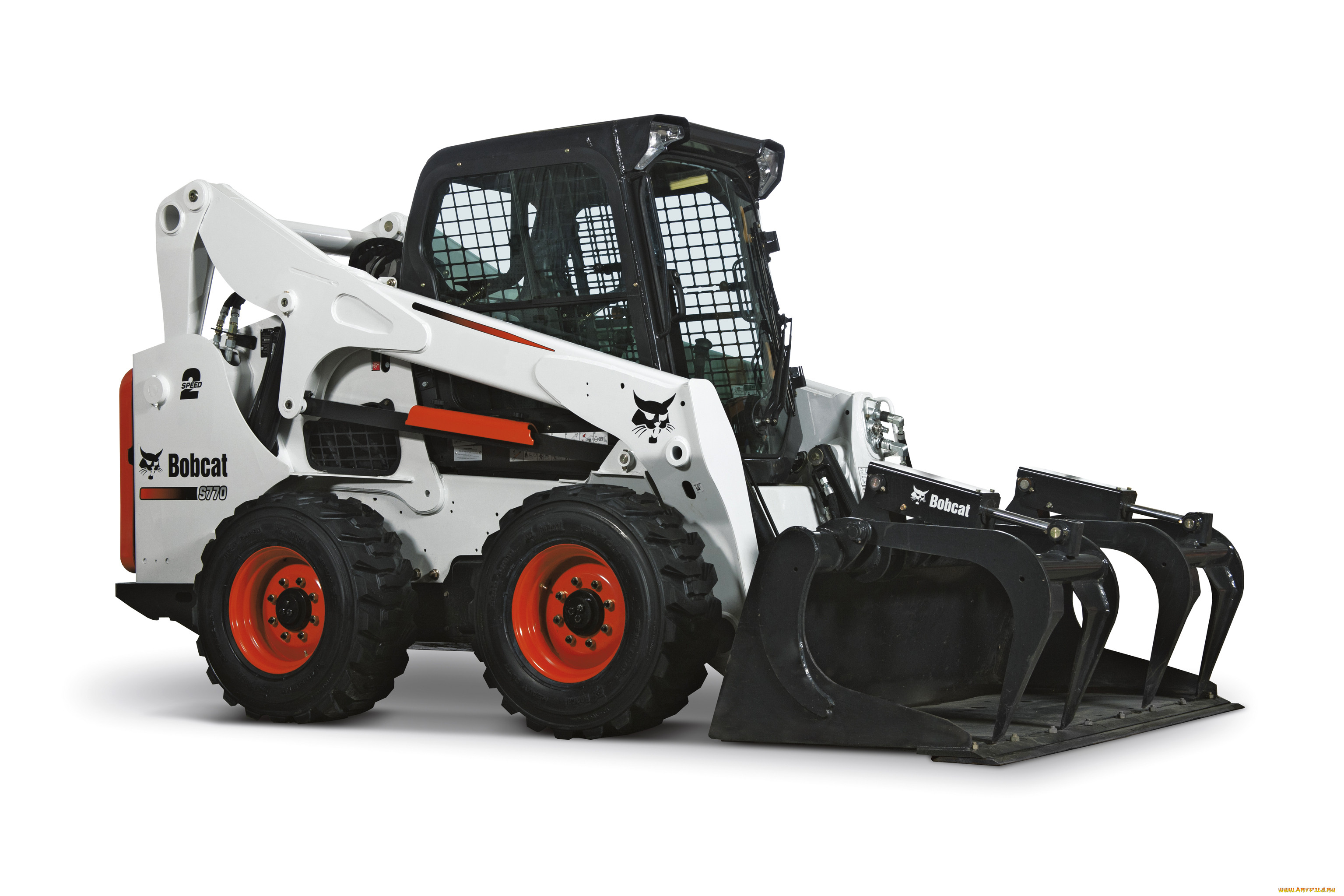 ,  , bobcat